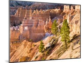 Trees Grow in Limestone at Bryce Canyon National Park, Utah, USA-Tom Norring-Mounted Premium Photographic Print