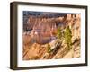 Trees Grow in Limestone at Bryce Canyon National Park, Utah, USA-Tom Norring-Framed Photographic Print