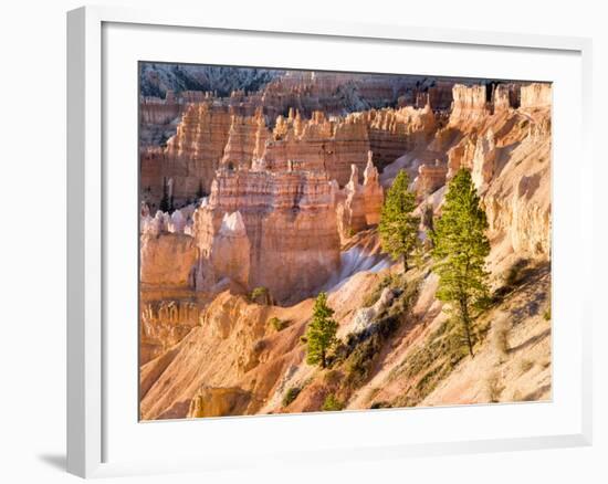 Trees Grow in Limestone at Bryce Canyon National Park, Utah, USA-Tom Norring-Framed Photographic Print