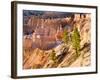 Trees Grow in Limestone at Bryce Canyon National Park, Utah, USA-Tom Norring-Framed Photographic Print