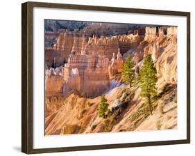 Trees Grow in Limestone at Bryce Canyon National Park, Utah, USA-Tom Norring-Framed Photographic Print