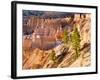 Trees Grow in Limestone at Bryce Canyon National Park, Utah, USA-Tom Norring-Framed Photographic Print