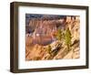 Trees Grow in Limestone at Bryce Canyon National Park, Utah, USA-Tom Norring-Framed Photographic Print