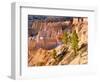 Trees Grow in Limestone at Bryce Canyon National Park, Utah, USA-Tom Norring-Framed Photographic Print
