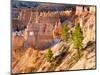 Trees Grow in Limestone at Bryce Canyon National Park, Utah, USA-Tom Norring-Mounted Photographic Print