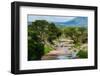 Trees growing along the banks of the Talek River. Masai Mara National Reserve, Kenya.-Sergio Pitamitz-Framed Photographic Print