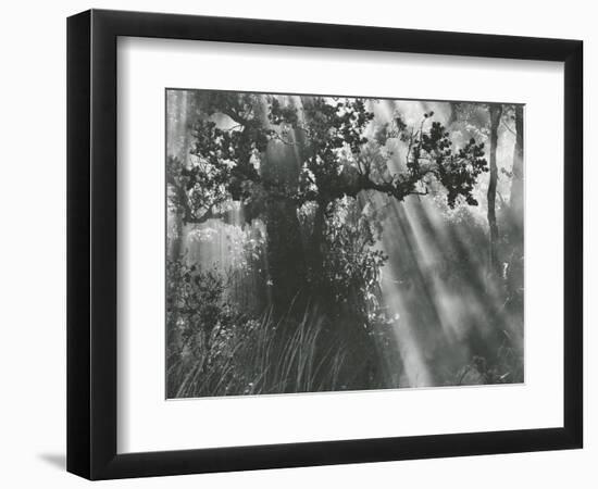 Trees, Hawaii, 1978-Brett Weston-Framed Photographic Print
