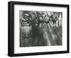 Trees, Hawaii, 1978-Brett Weston-Framed Photographic Print