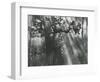 Trees, Hawaii, 1978-Brett Weston-Framed Photographic Print