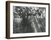 Trees, Hawaii, 1978-Brett Weston-Framed Premium Photographic Print