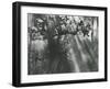 Trees, Hawaii, 1978-Brett Weston-Framed Premium Photographic Print