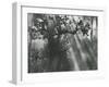 Trees, Hawaii, 1978-Brett Weston-Framed Premium Photographic Print