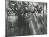 Trees, Hawaii, 1978-Brett Weston-Mounted Premium Photographic Print