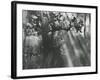 Trees, Hawaii, 1978-Brett Weston-Framed Photographic Print