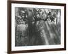 Trees, Hawaii, 1978-Brett Weston-Framed Photographic Print