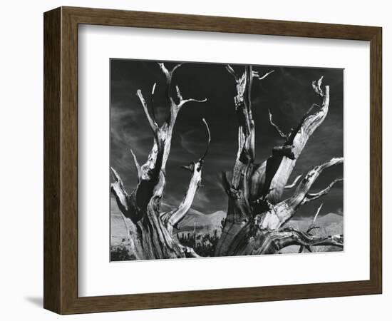 Trees, High Serra, California, 1978-Brett Weston-Framed Photographic Print