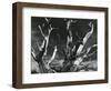 Trees, High Serra, California, 1978-Brett Weston-Framed Photographic Print