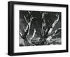 Trees, High Serra, California, 1978-Brett Weston-Framed Photographic Print
