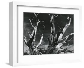 Trees, High Serra, California, 1978-Brett Weston-Framed Photographic Print