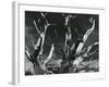 Trees, High Serra, California, 1978-Brett Weston-Framed Photographic Print