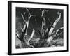 Trees, High Serra, California, 1978-Brett Weston-Framed Photographic Print