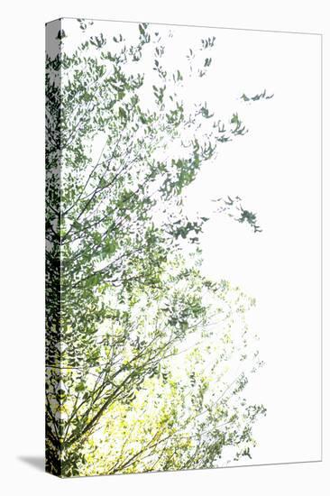 Trees I-Karyn Millet-Stretched Canvas