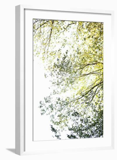 Trees II-Karyn Millet-Framed Photographic Print