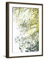 Trees II-Karyn Millet-Framed Photographic Print