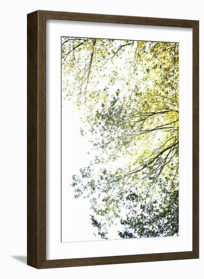 Trees II-Karyn Millet-Framed Photographic Print