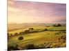 Trees in a Field at Sunrise, Villa Belvedere, Val D'Orcia, Siena Province, Tuscany, Italy-null-Mounted Photographic Print