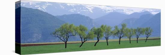 Trees in a Field with Mountain Range in the Background, Pyrenees, Spain-null-Stretched Canvas