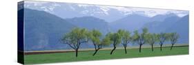 Trees in a Field with Mountain Range in the Background, Pyrenees, Spain-null-Stretched Canvas