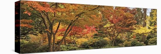 Trees in a Forest, Ashland, Jackson County, Oregon, USA-null-Stretched Canvas