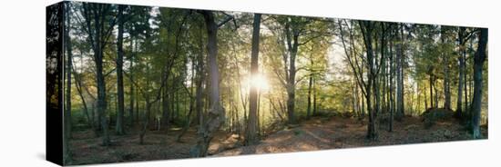 Trees in a Forest, Black Forest, Freiburg Im Breisgau, Baden-Wurttemberg, Germany-null-Stretched Canvas