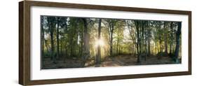 Trees in a Forest, Black Forest, Freiburg Im Breisgau, Baden-Wurttemberg, Germany-null-Framed Photographic Print