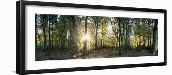 Trees in a Forest, Black Forest, Freiburg Im Breisgau, Baden-Wurttemberg, Germany-null-Framed Photographic Print