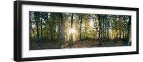 Trees in a Forest, Black Forest, Freiburg Im Breisgau, Baden-Wurttemberg, Germany-null-Framed Photographic Print