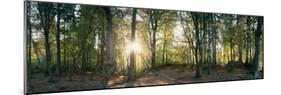 Trees in a Forest, Black Forest, Freiburg Im Breisgau, Baden-Wurttemberg, Germany-null-Mounted Photographic Print