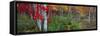 Trees in a forest during autumn, Hope, Knox County, Maine, USA-Panoramic Images-Framed Stretched Canvas