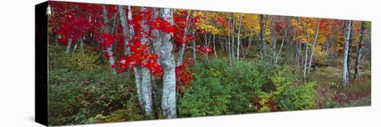 Trees in a forest during autumn, Hope, Knox County, Maine, USA-Panoramic Images-Stretched Canvas