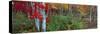 Trees in a forest during autumn, Hope, Knox County, Maine, USA-Panoramic Images-Stretched Canvas