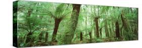 Trees in a Forest, Franklin Gordon Wild Rivers National Park, Tasmania, Australia-null-Stretched Canvas