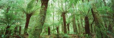 https://imgc.allpostersimages.com/img/posters/trees-in-a-forest-franklin-gordon-wild-rivers-national-park-tasmania-australia_u-L-P17H0K0.jpg?artPerspective=n