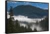 Trees in a forest, Garibaldi Park, Pemberton, British Columbia, Canada-null-Framed Stretched Canvas