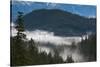 Trees in a forest, Garibaldi Park, Pemberton, British Columbia, Canada-null-Stretched Canvas