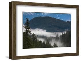 Trees in a forest, Garibaldi Park, Pemberton, British Columbia, Canada-null-Framed Photographic Print