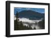 Trees in a forest, Garibaldi Park, Pemberton, British Columbia, Canada-null-Framed Photographic Print