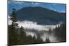 Trees in a forest, Garibaldi Park, Pemberton, British Columbia, Canada-null-Mounted Photographic Print