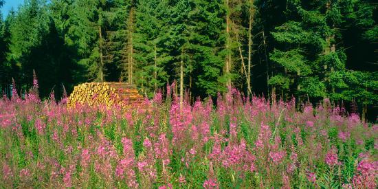 Photographic Print, , large