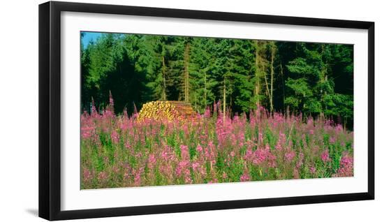 Photographic Print, , large